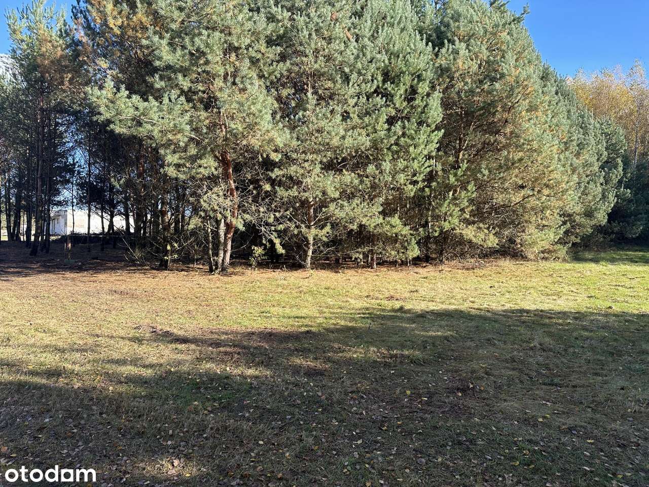 Cicha spokojna okolica Las Czyste powietrze-5