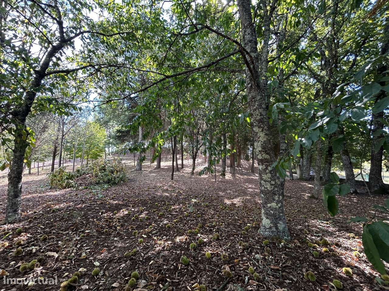 Quinta T6, Viseu, Santa Comba Dão, Santa Comba Dão e Couto do Mosteiro-52