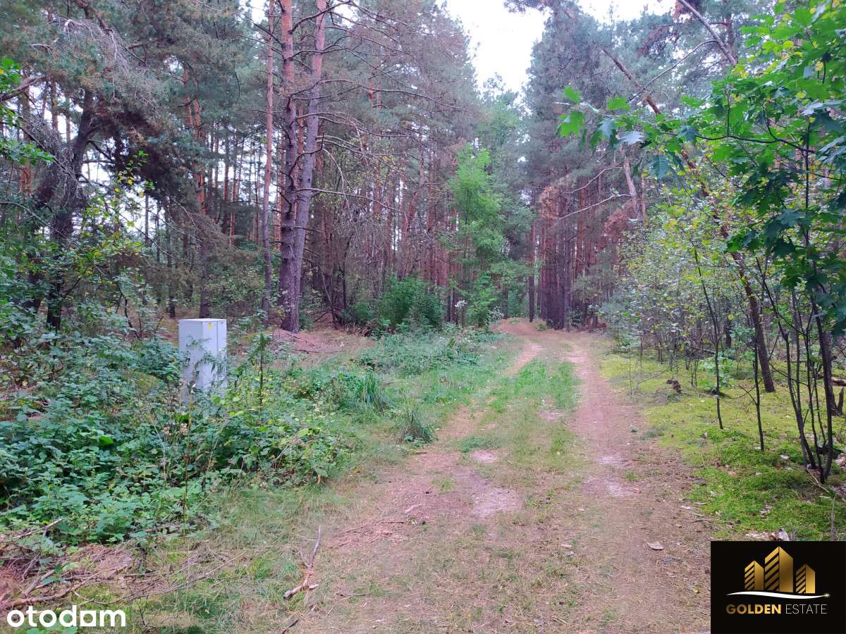 Działka leśna 1,4 ha Staromieście gm. Lelów - Pełny obrazek: 4/4