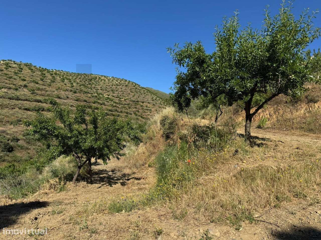 Propriedade / terreno rústico 22 Hectares com Amendoal em produção bio - Grande imagem: 5/6