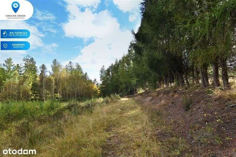 Otoczeniu lasu, Jezioro Gowidlińskie 500m-6