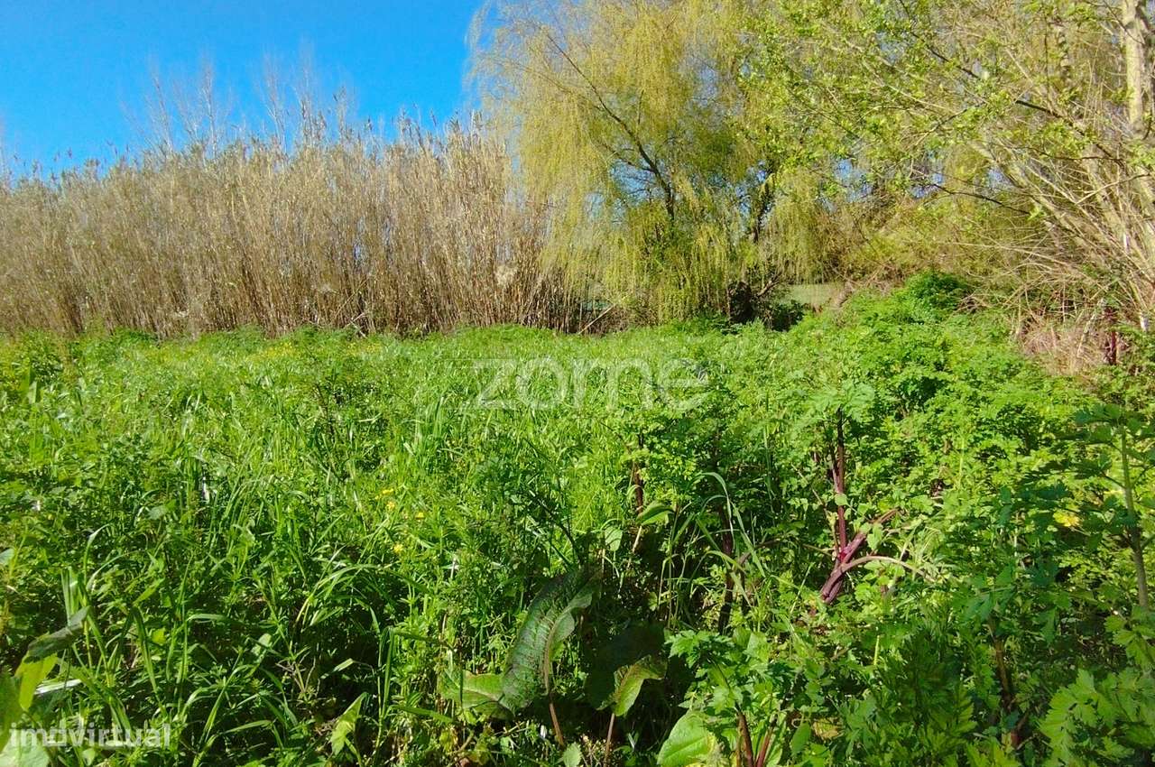 Terreno Rústico Leirão-6