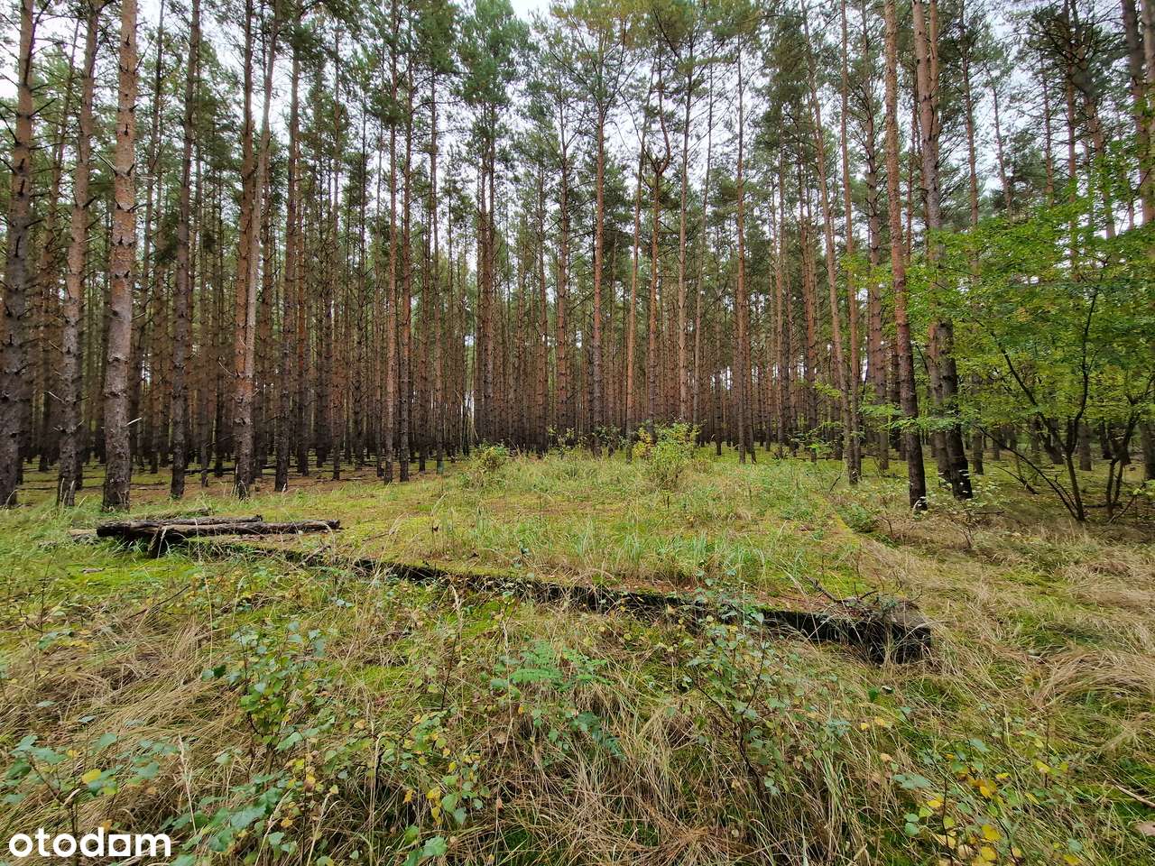 Miastko - działka  z projektem i fundamentami - bezpośrednio - Pełny obrazek: 5/9