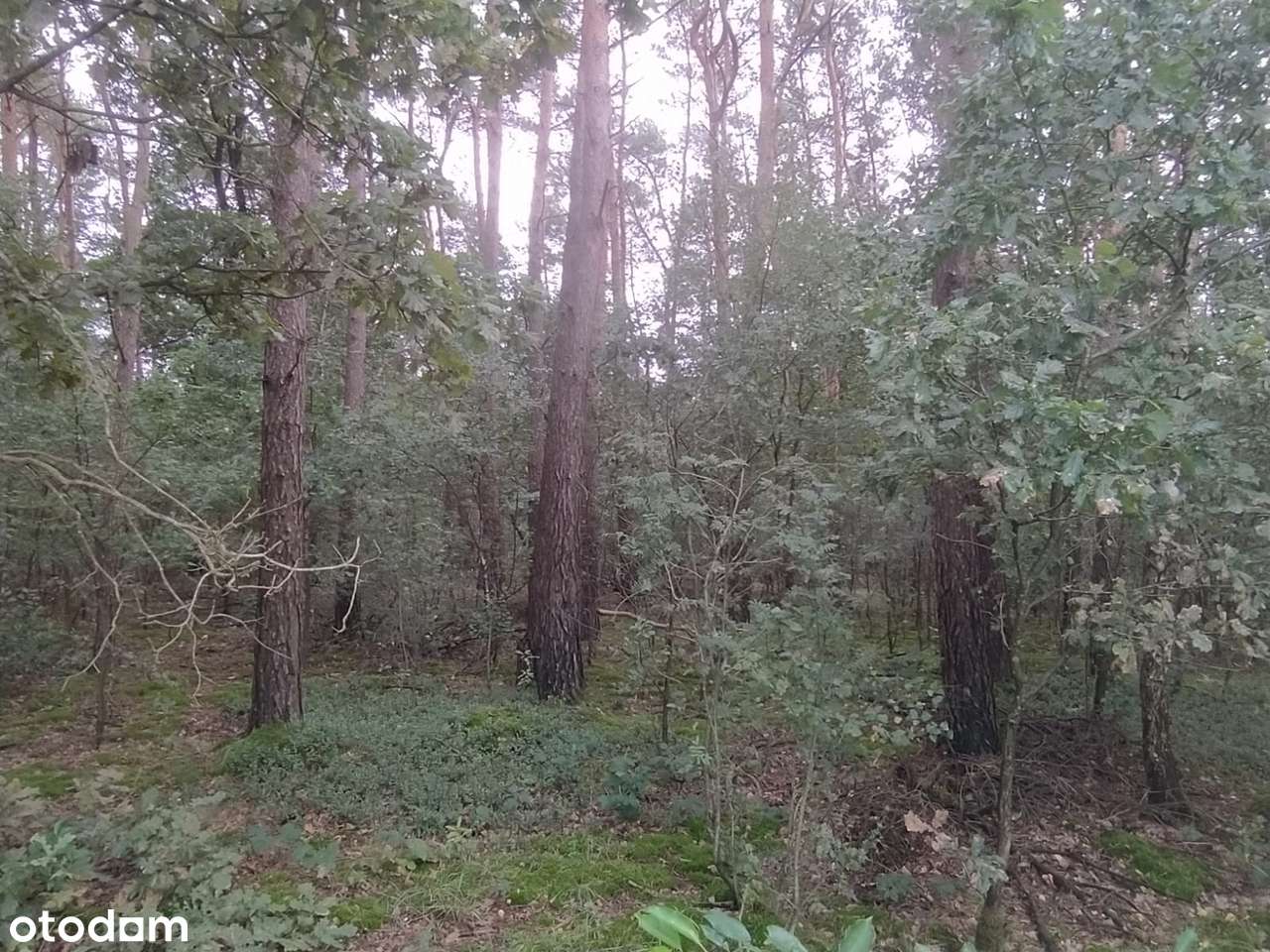 Sprzedam las sosnowy 8 ha – powiat żuromiński - Pełny obrazek: 4/7