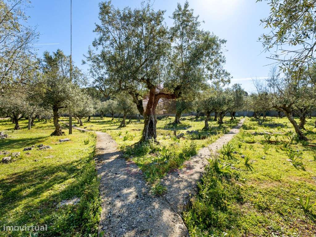 Terreno para construção em Minde, Alcanena - Grande imagem: 2/13
