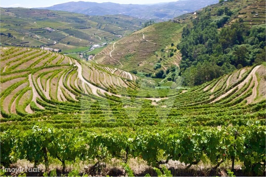 Quinta vinhateira no Douro com várias habitações e vinha para produção