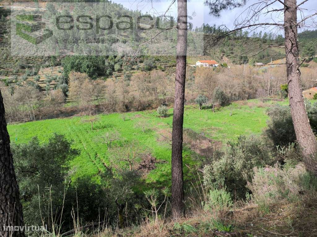 Terrenos a confinar com ribeira - Pomar-11