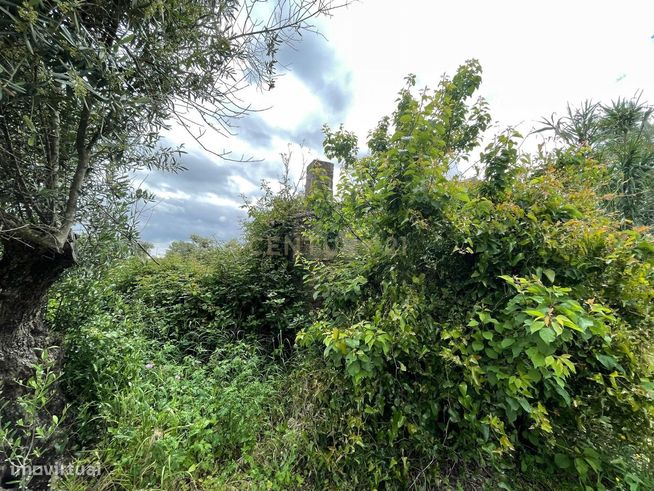 Terreno/Olival  de 11.700 m2 , com Casa para recuperar,  Olival tradic-8