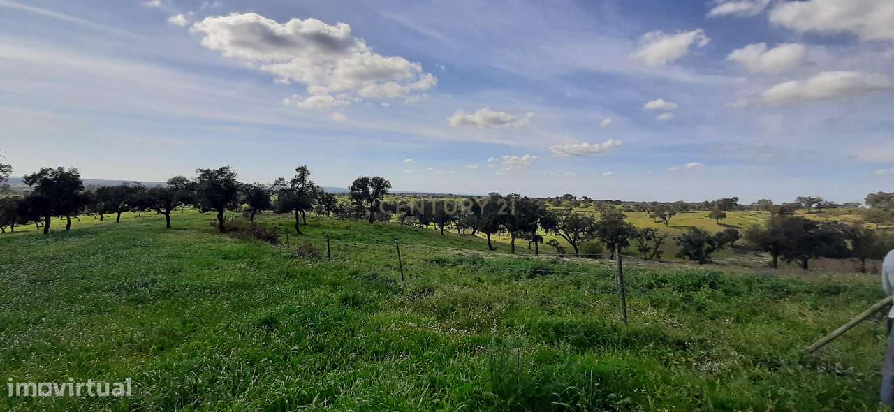 Alcácer do Sal - Herdade 115ha - Grande imagem: 2/17