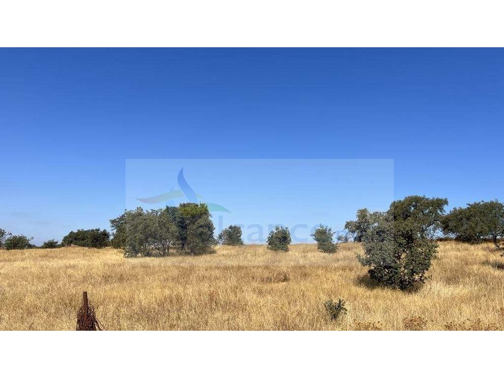 Propriedade com 24 Hectares I Potencial de investimento - PLANTAÇÃO... - Grande imagem: 5/30