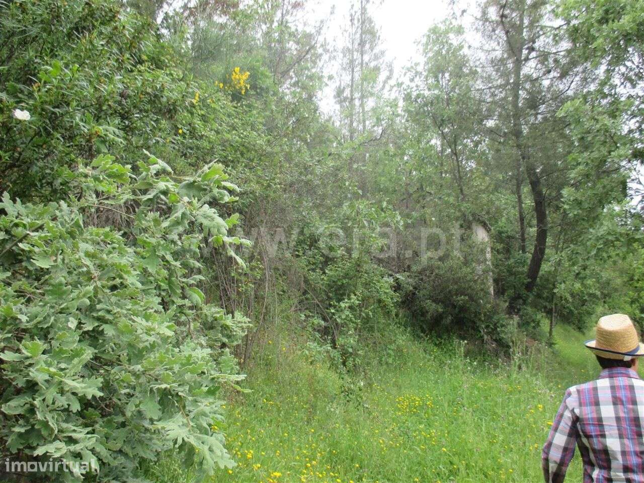 Terreno / Fundão, Enxames - Grande imagem: 4/6