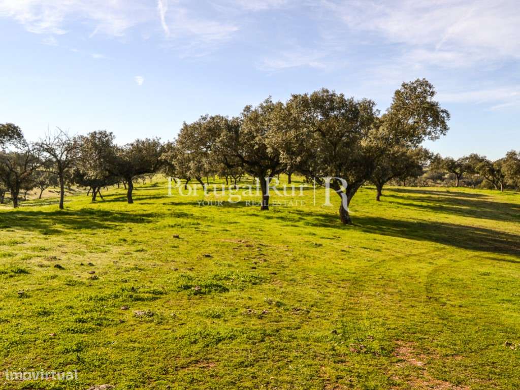 Herdade de 60 ha e monte, em Reguengos de Monsaraz-6