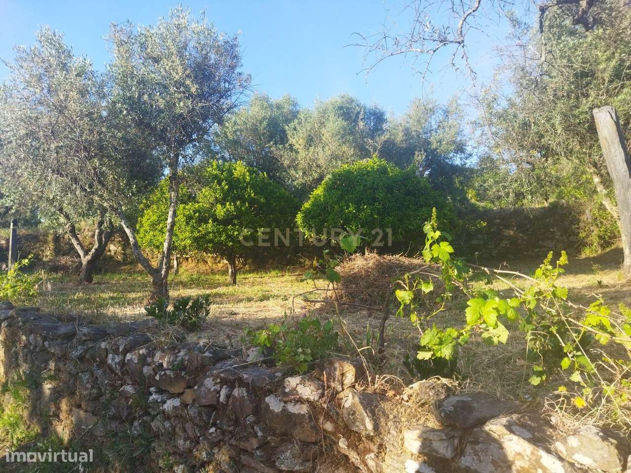 Terreno rústico | São Vicente da Beira, Castelo Branco - Grande imagem: 4/11