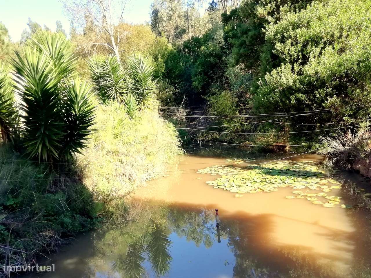 Herdade de 15 ha - Figueira da Foz! - Grande imagem: 3/60