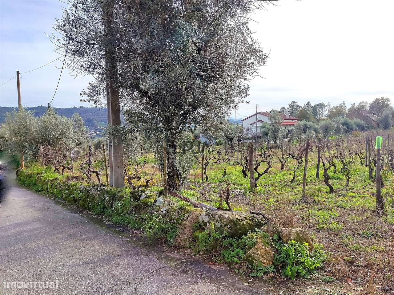 Terreno para construção com 1800m2 em Penalva do Castelo - Grande imagem: 5/6
