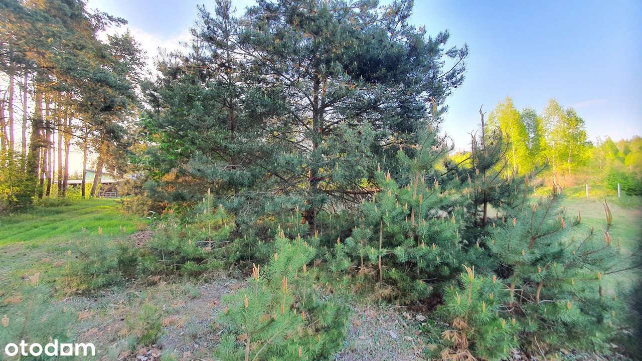 Działka, 4089.0 m², Mirowice - Pełny obrazek: 5/6