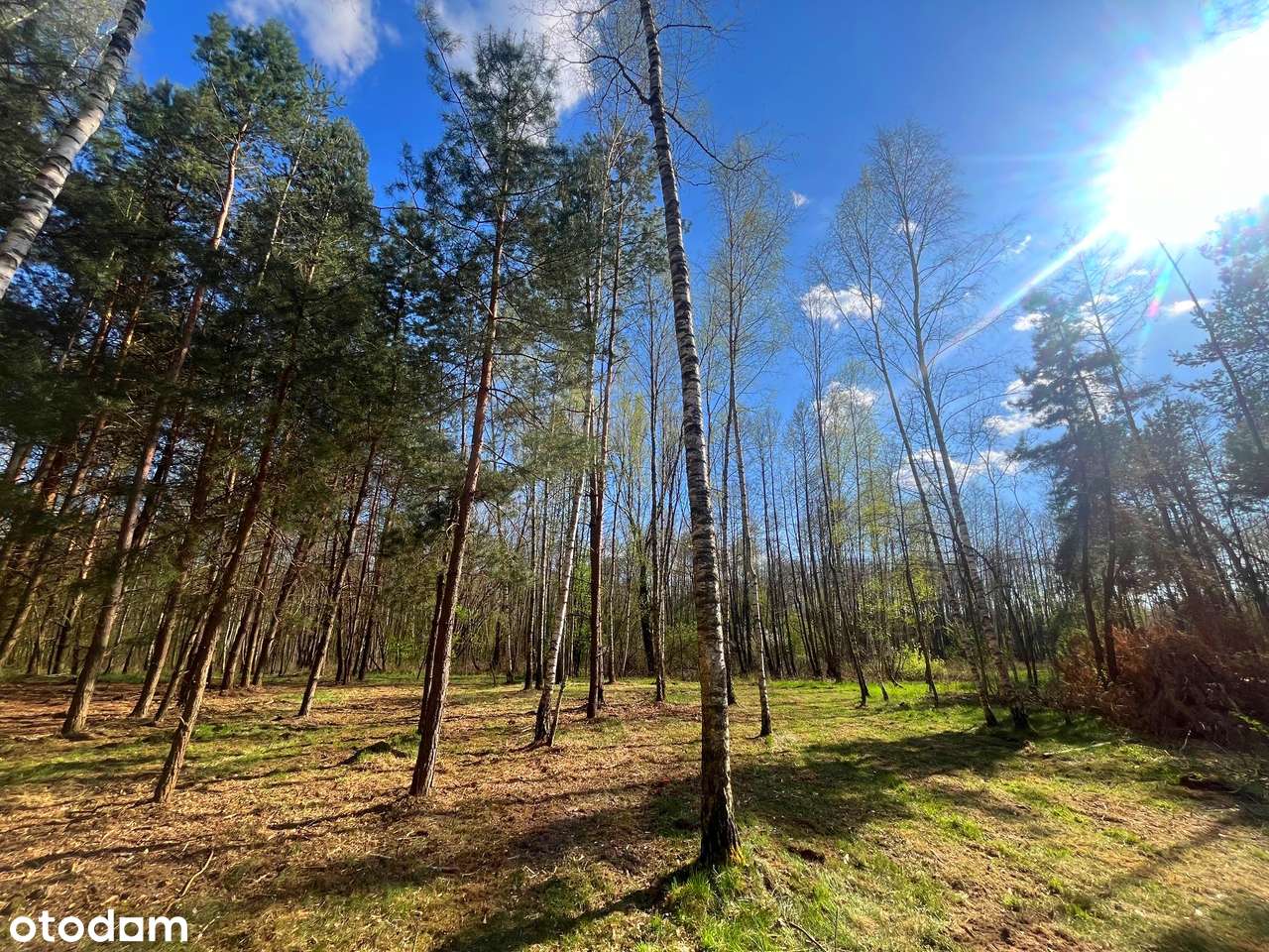 Duranów - działka budowlana pośród lasów-3