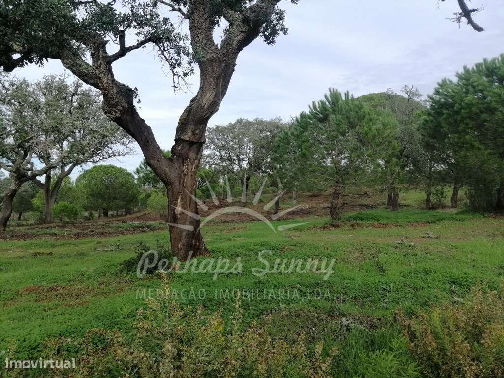 Terreno Rústico em Sobreiras Altas - Melides-8