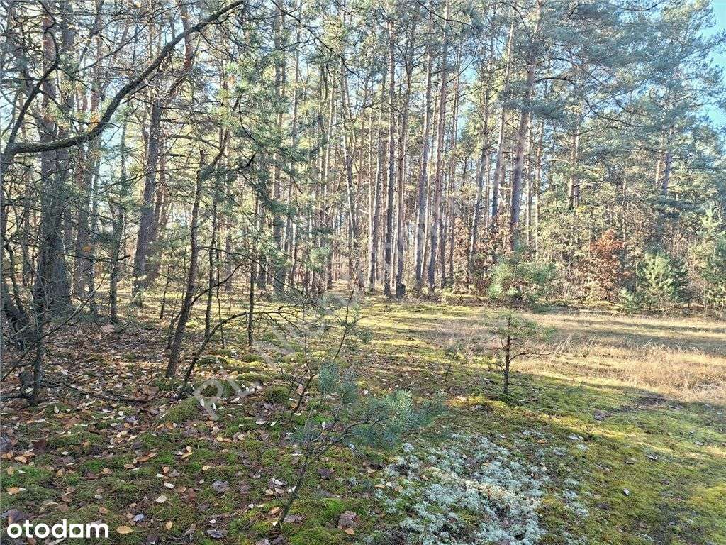 Działka leśna w malowniczym miejscu - Pełny obrazek: 5/12