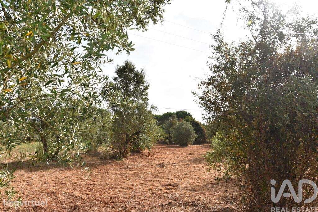 Terreno em Areias e Pias de 1040,00 m2 - Grande imagem: 4/18