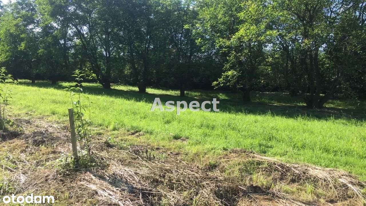 Działka budowlana w Wiśniowej k. Iwierzyc 9100m2 - Pełny obrazek: 4/20