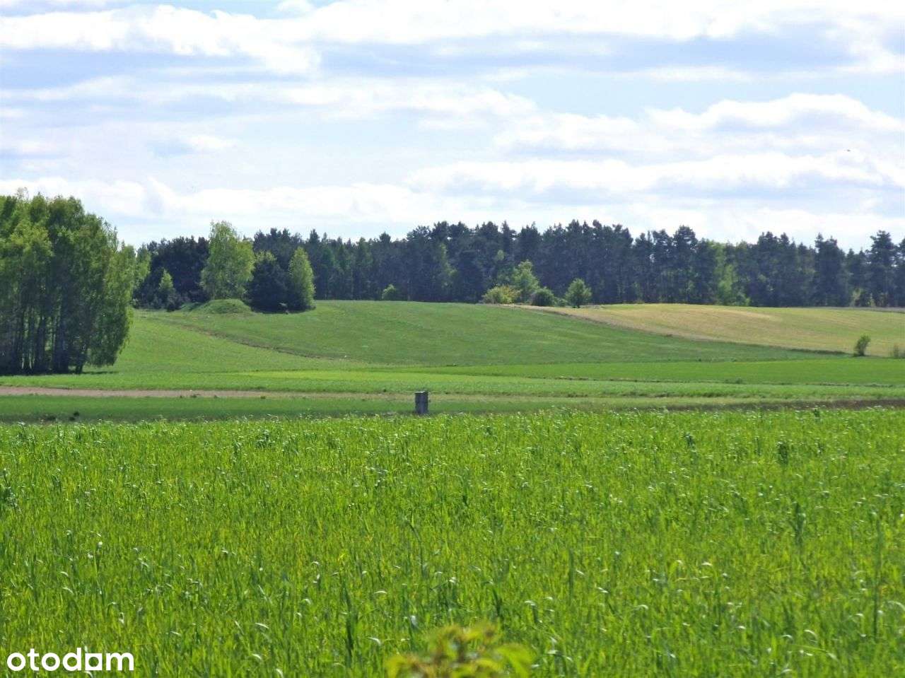 Duża działka z Wz w Jasionce / Sokolnik - Pełny obrazek: 5/8