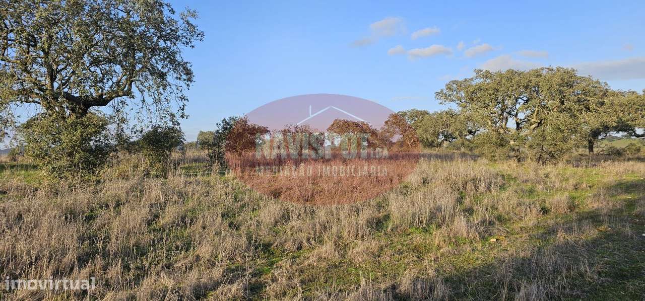 Herdade com 36 ha em Santo António do Baldio-9