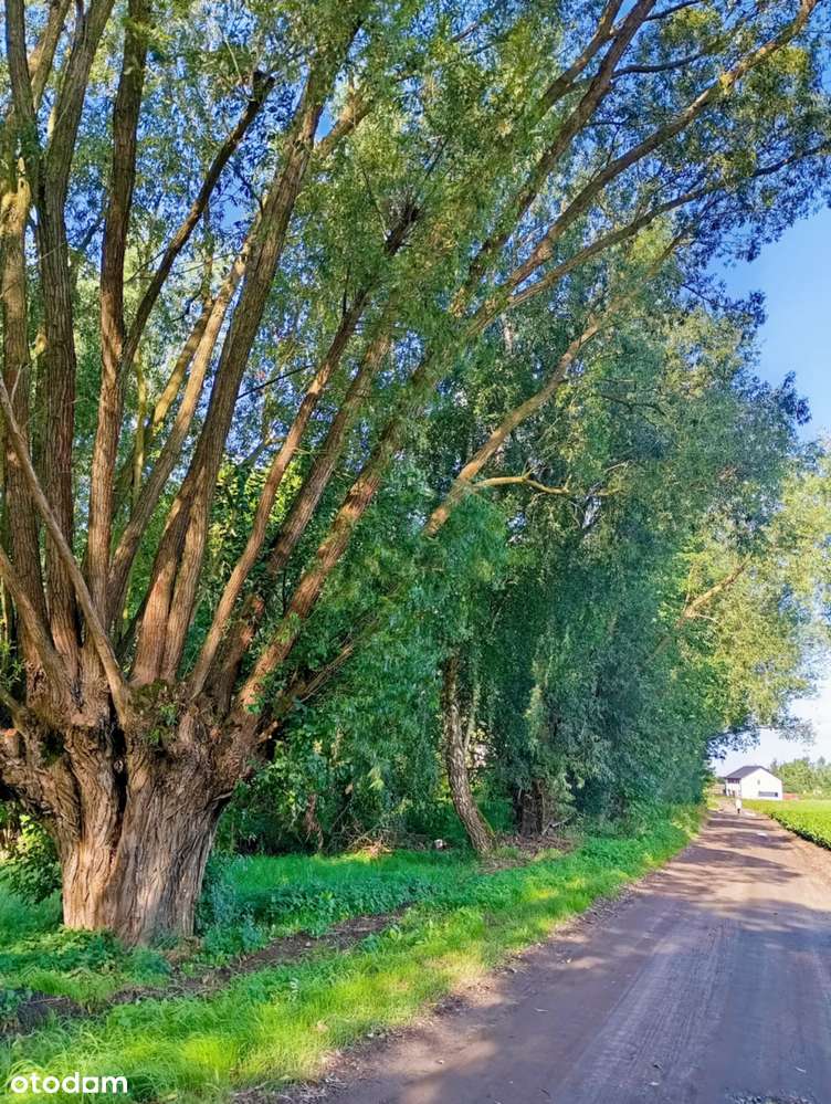 atrakcyjna działka - Pełny obrazek: 4/7