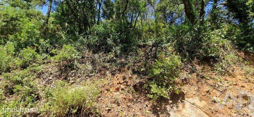 Terreno em Carvoeira de 2500,00 m2 - Grande imagem: 5/27