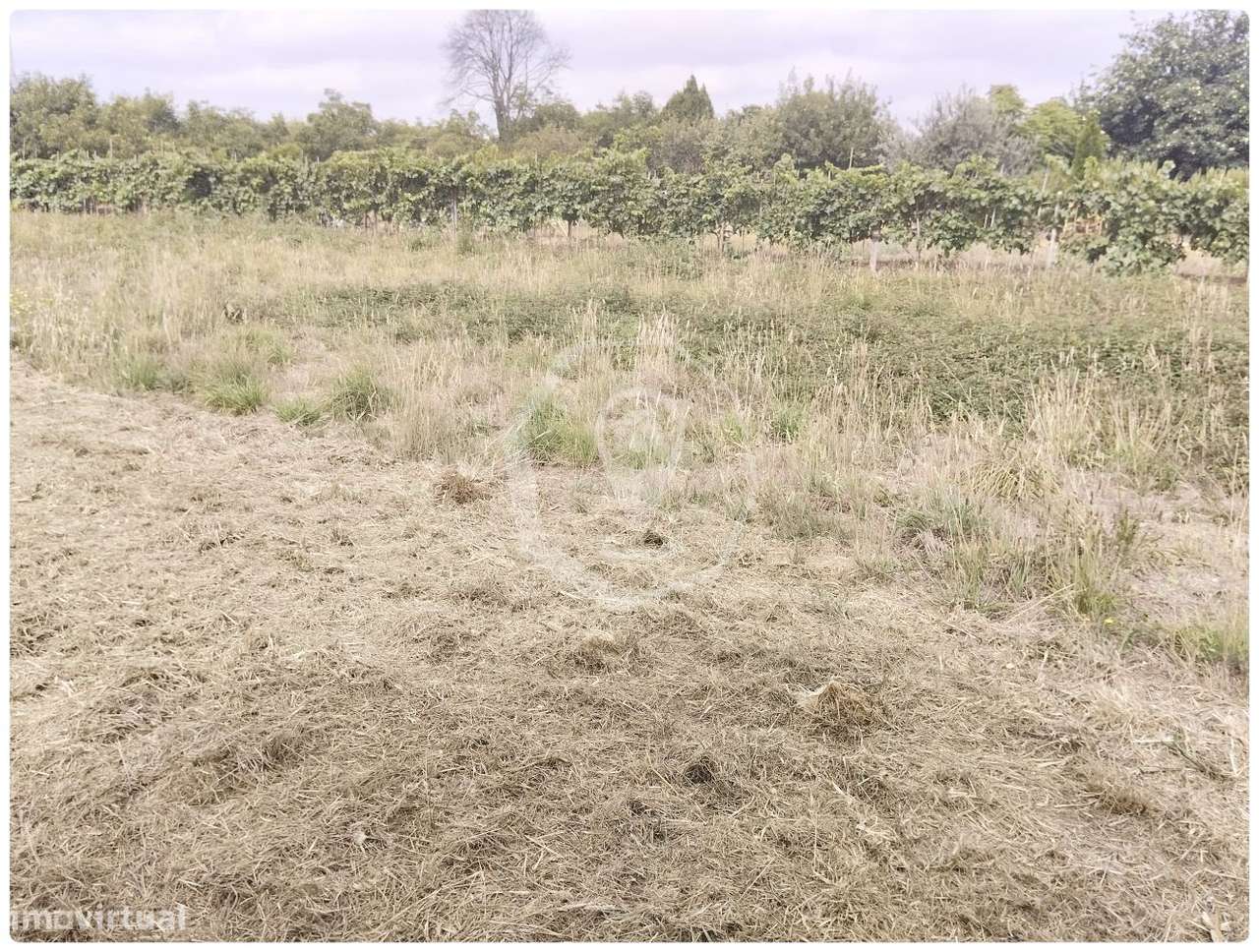 TERRENO PARA CONSTRUÇÃO - DUAS FRENTES! - Grande imagem: 3/5