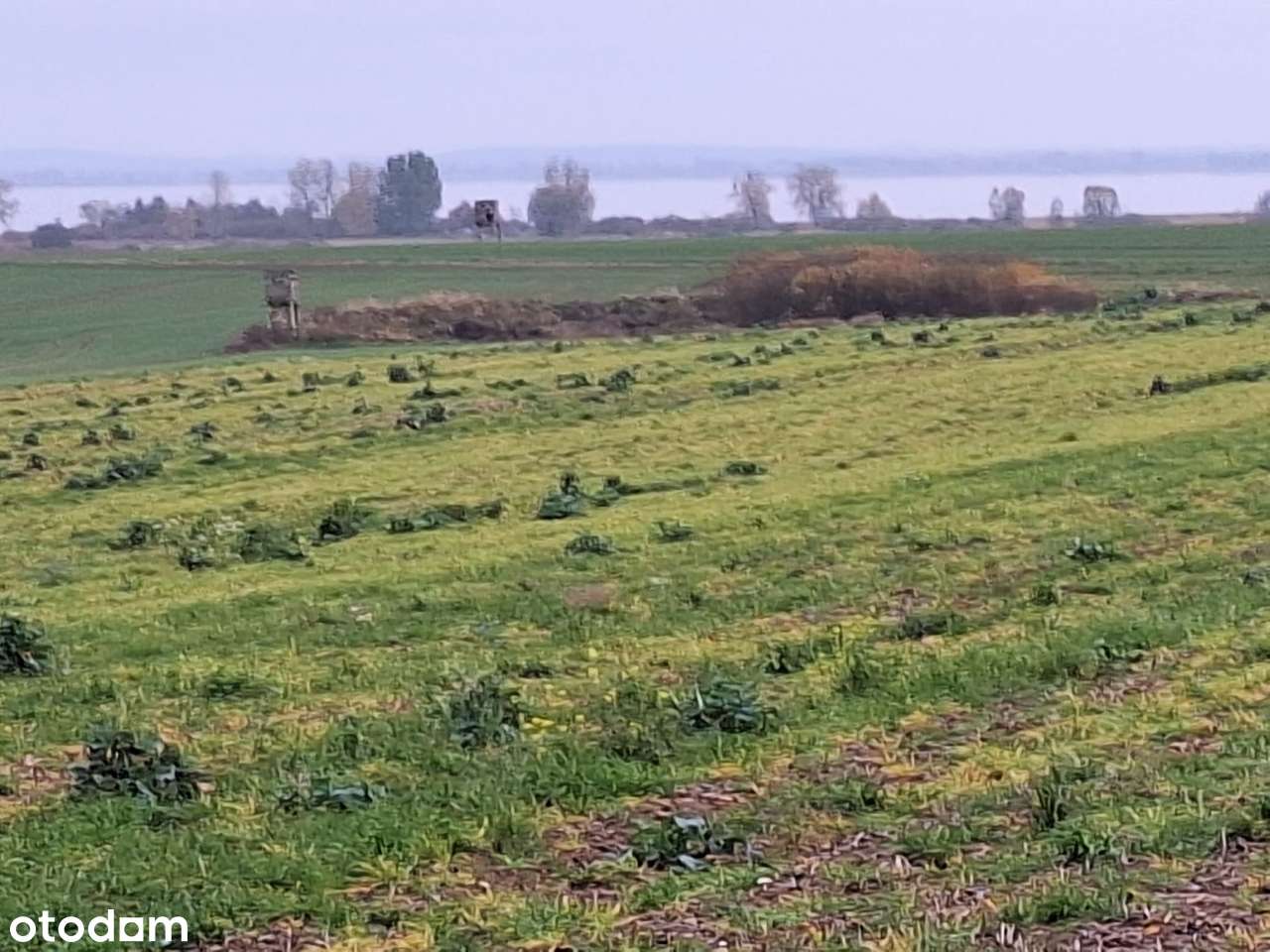 Działka siedliskowa w Żelewie na sprzedaż - Pełny obrazek: 4/4