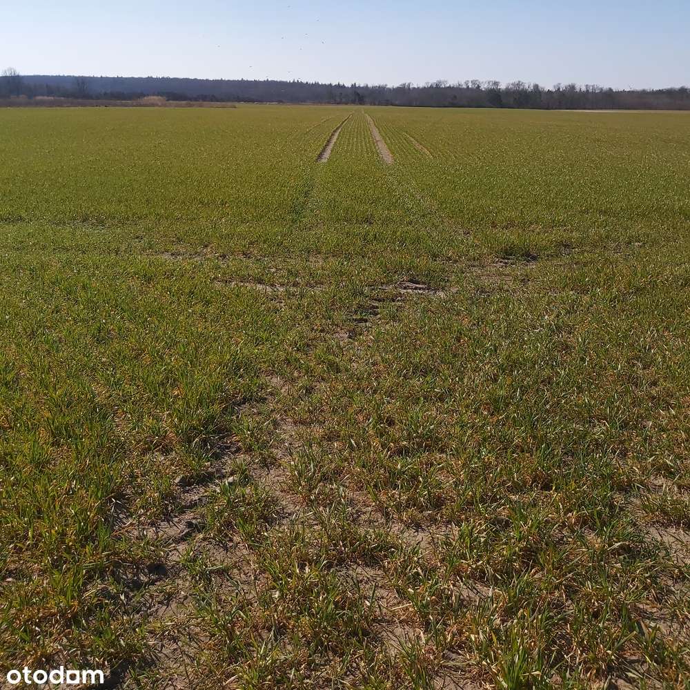 Nienawiszcz, rola, blisko Rogoźna, pod inwestycję-4