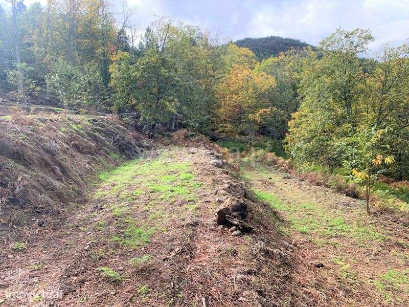 Terreno / Resende, Anreade e São Romão de Aregos - Grande imagem: 5/15