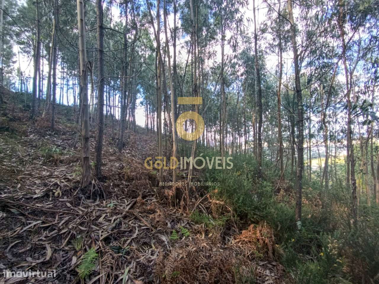 Terreno Rústico  Venda em Galegos,Penafiel - Grande imagem: 5/10