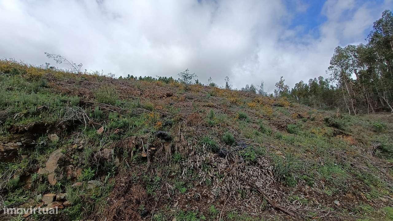 Terreno Pinhal - Covão de Trigo - Grande imagem: 3/4