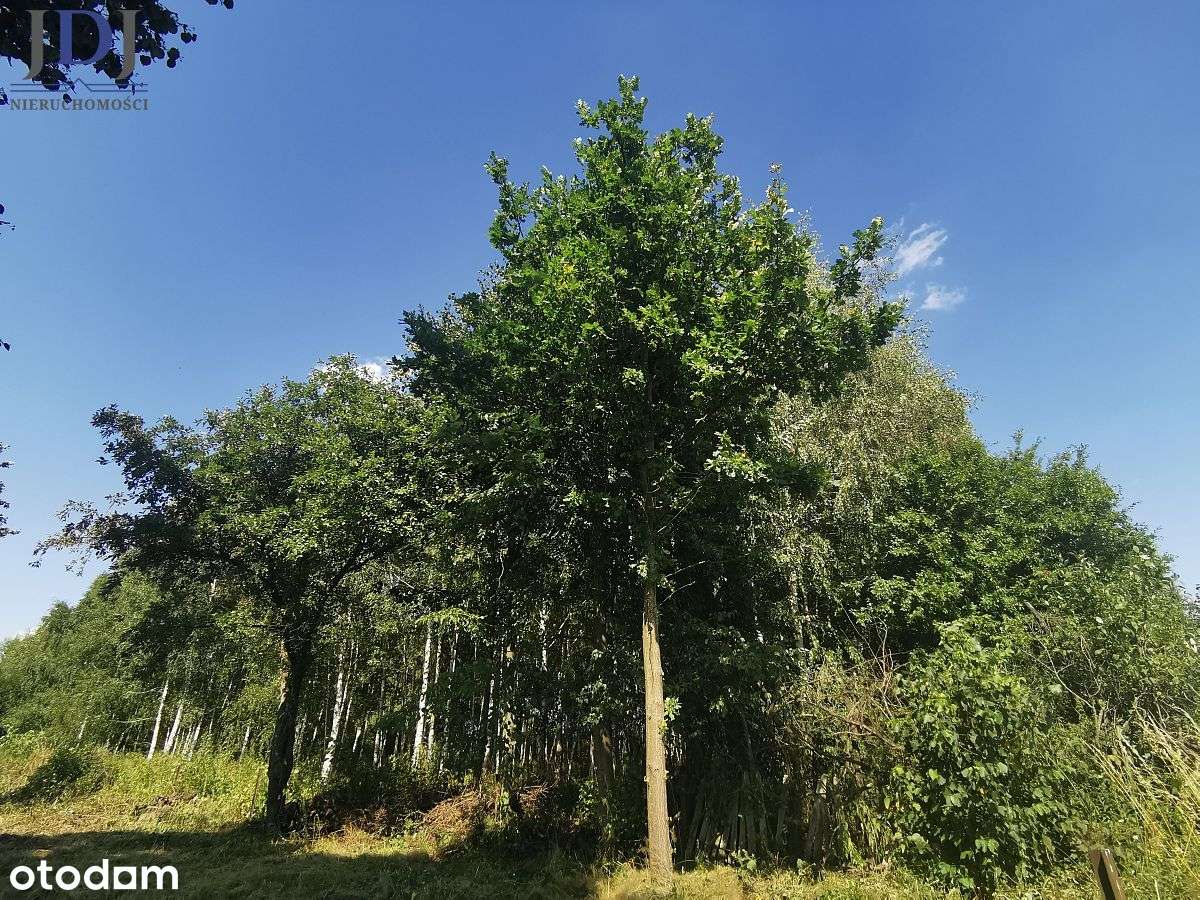 DZIAŁKA 9100 m2- WÓLKA ZABŁOCKA. TUCZNA - Pełny obrazek: 3/7
