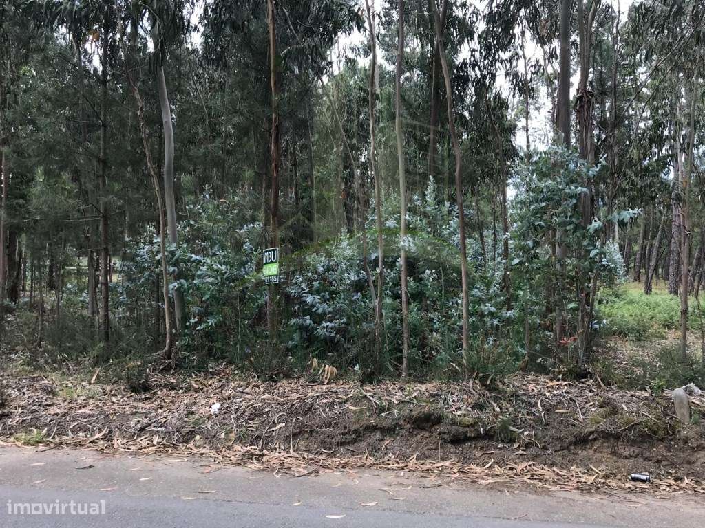 Terreno para Venda em São Pedro da Torre - Grande imagem: 4/7