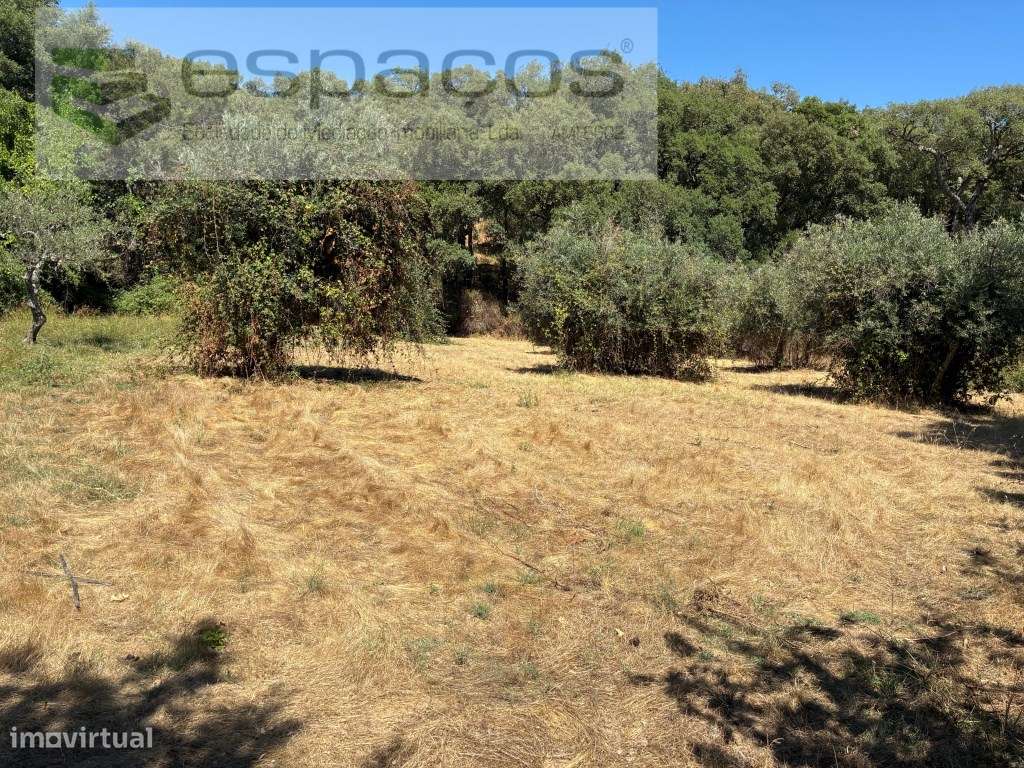 Terreno Plano com Poço - Grande imagem: 2/9