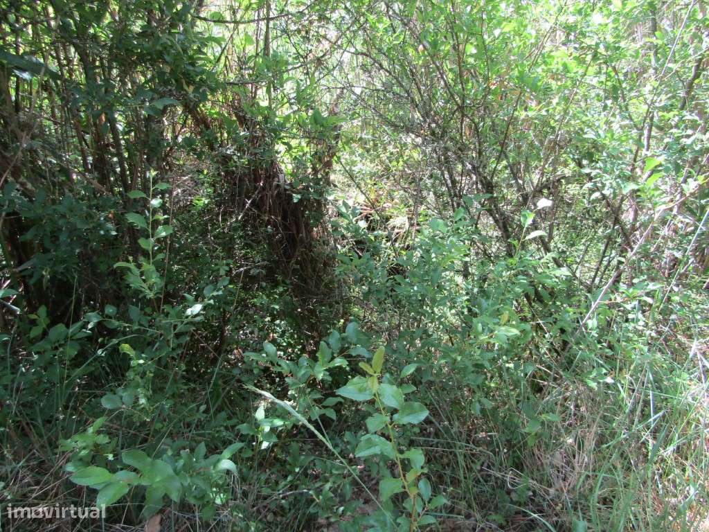 P26-238 Casal da Loba - Terreno Urbanizável no Centro de Portugal e...-20