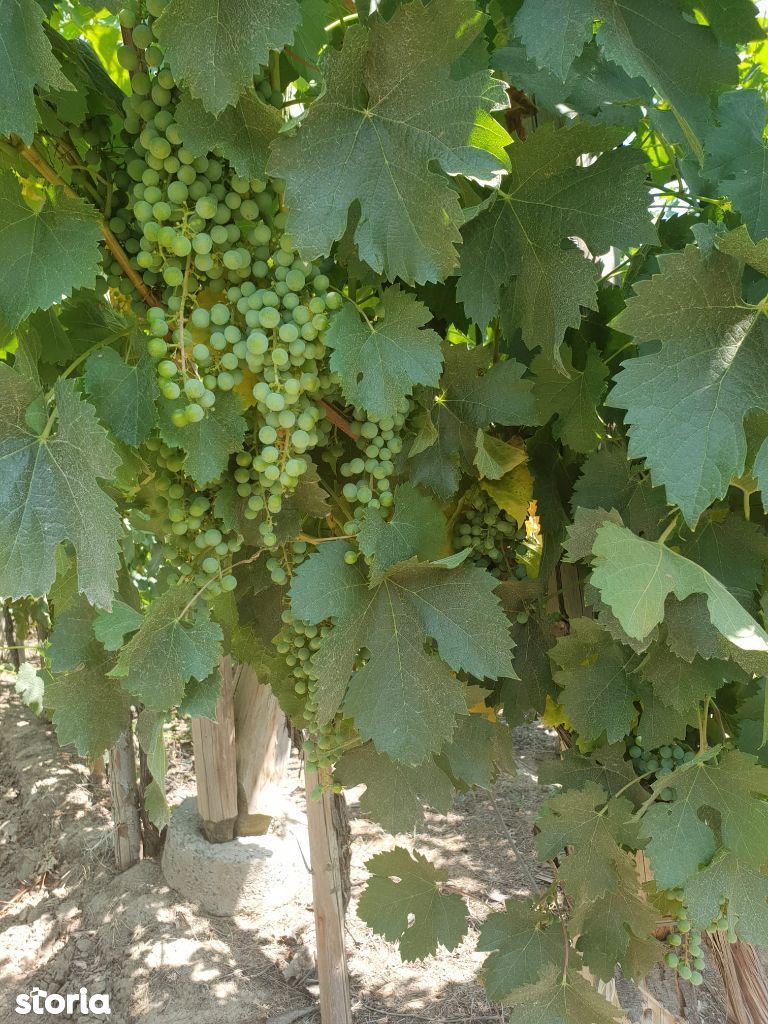 Domeniu viticol Poarta Alba