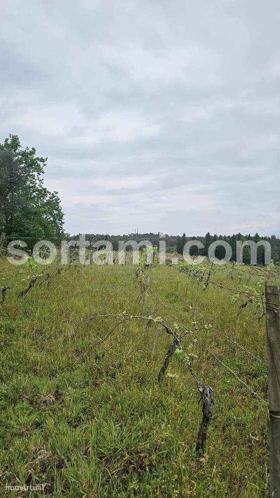 Terreno Rústico  Venda em Arcos e Mogofores,Anadia - Grande imagem: 4/7