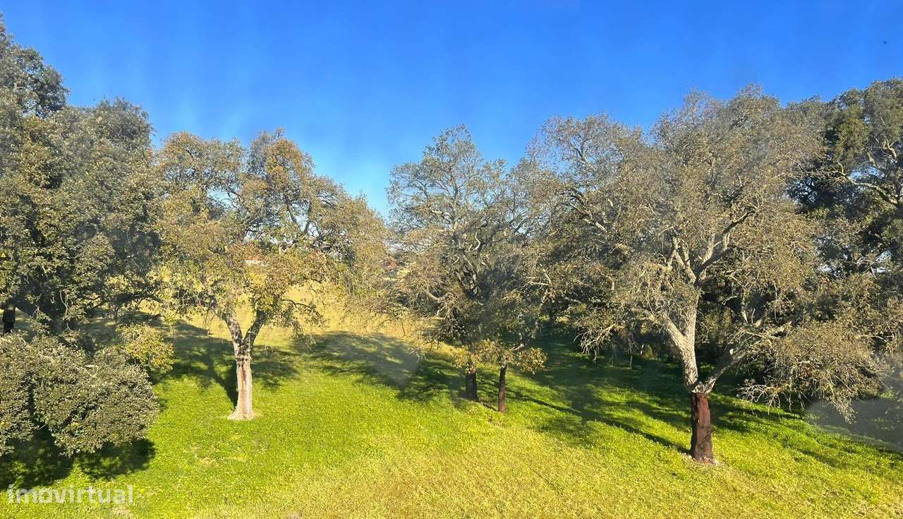 Terreno Rústico em Castelo Branco - Grande imagem: 2/4
