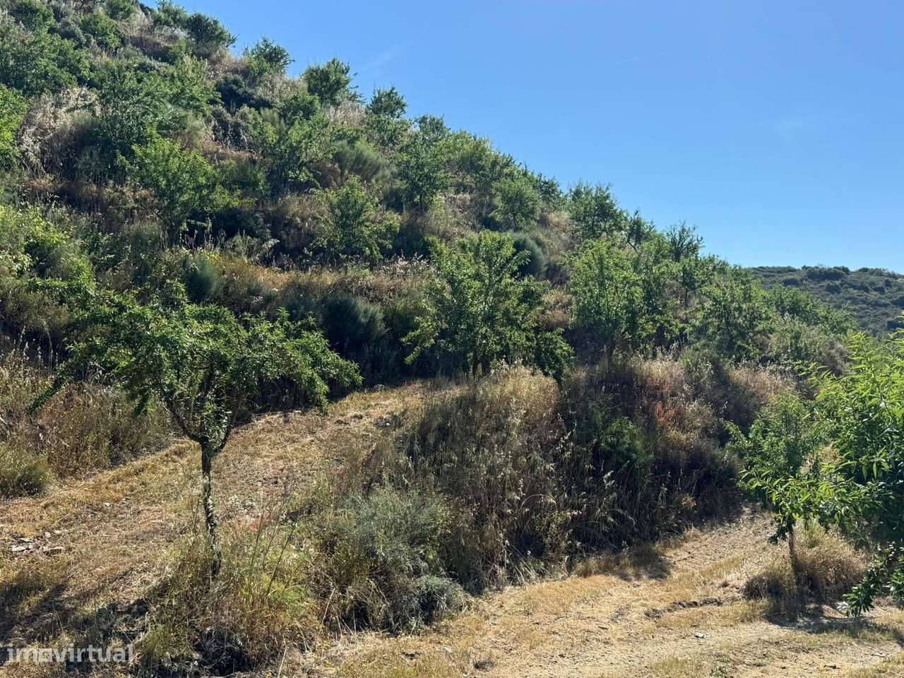 Propriedade / terreno rústico 22 Hectares com Amendoal em produção bio - Grande imagem: 4/6