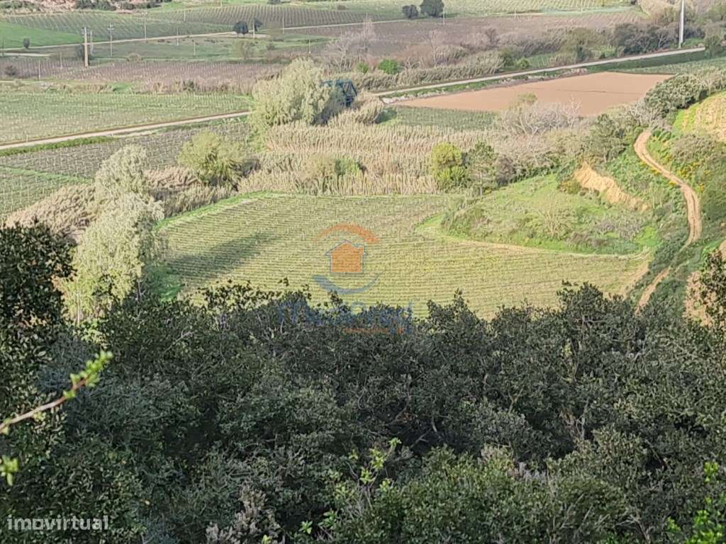 Terreno agrícola 31.000m2 | Matacães, Torres Vedras - Grande imagem: 3/4