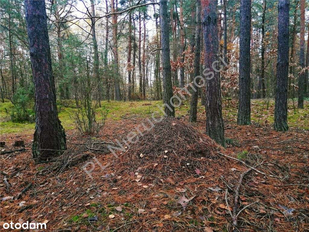 Duża działka przy drodze asfaltowej. - Pełny obrazek: 4/11