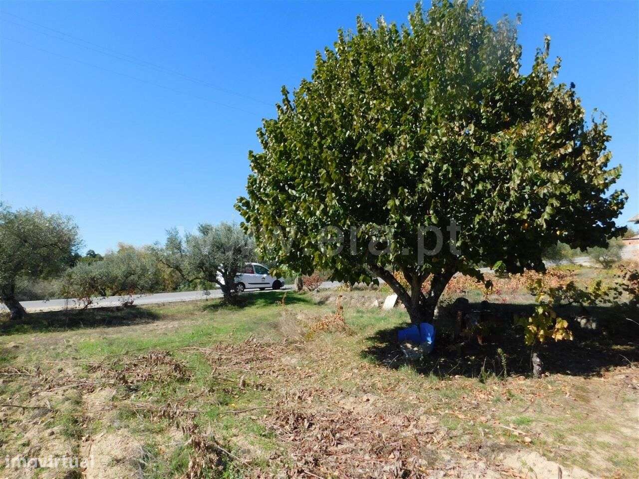 Terreno / Fundão, Pêro Viseu - Grande imagem: 4/4