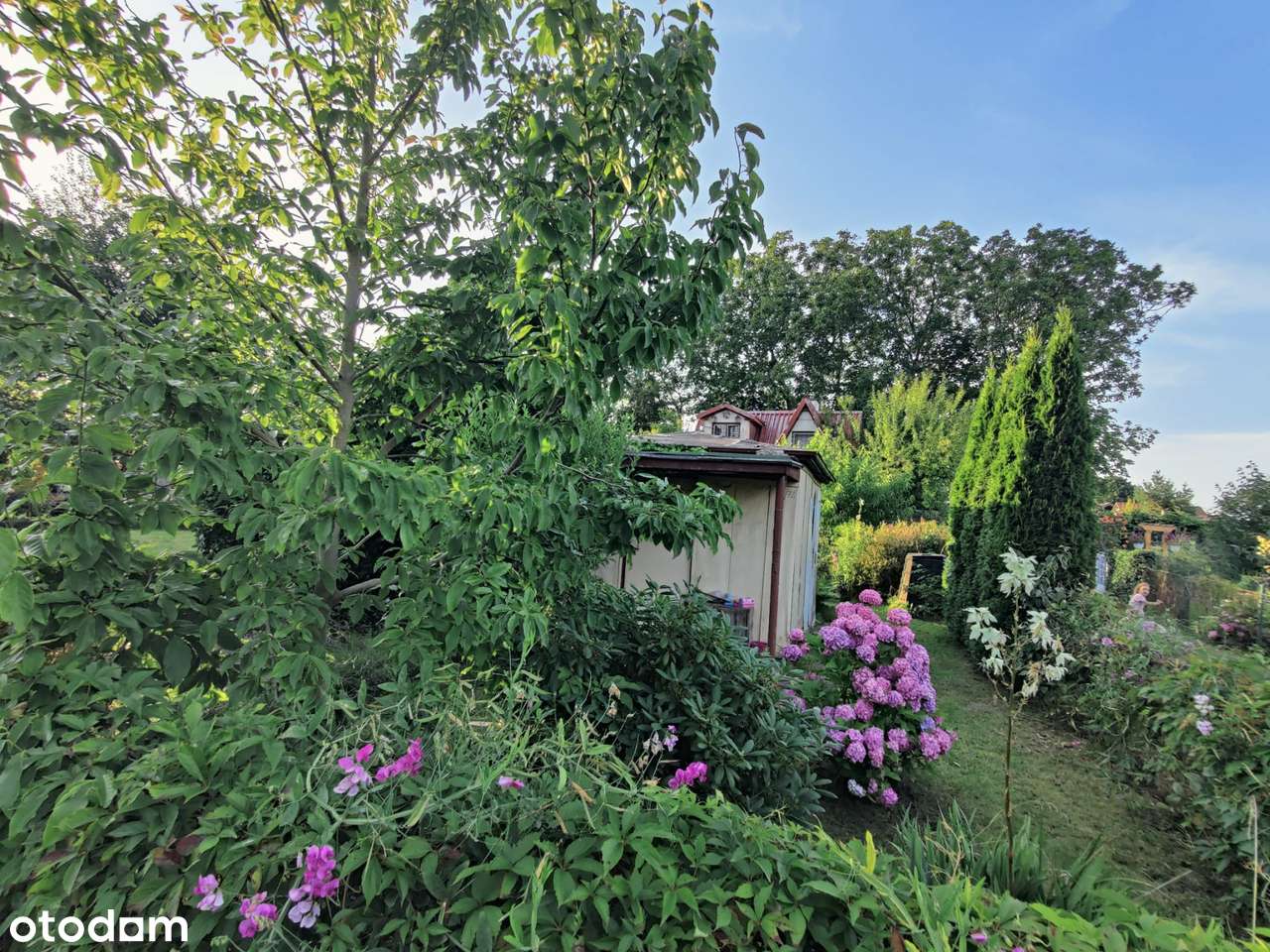 działka ROD „Kwiatkowskiego” w Gdyni – 290 m² z domkiem i nasadzeniami-6