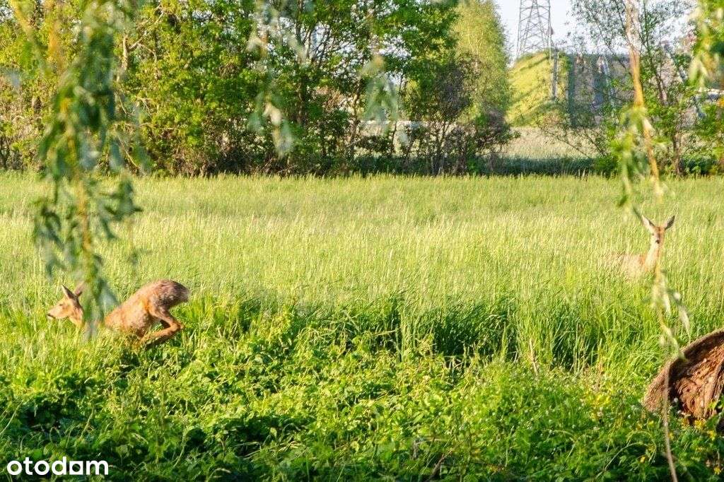 Rodzinny dom z ogródkiem, atrakcyjna lokalizacja - Pełny obrazek: 2/20