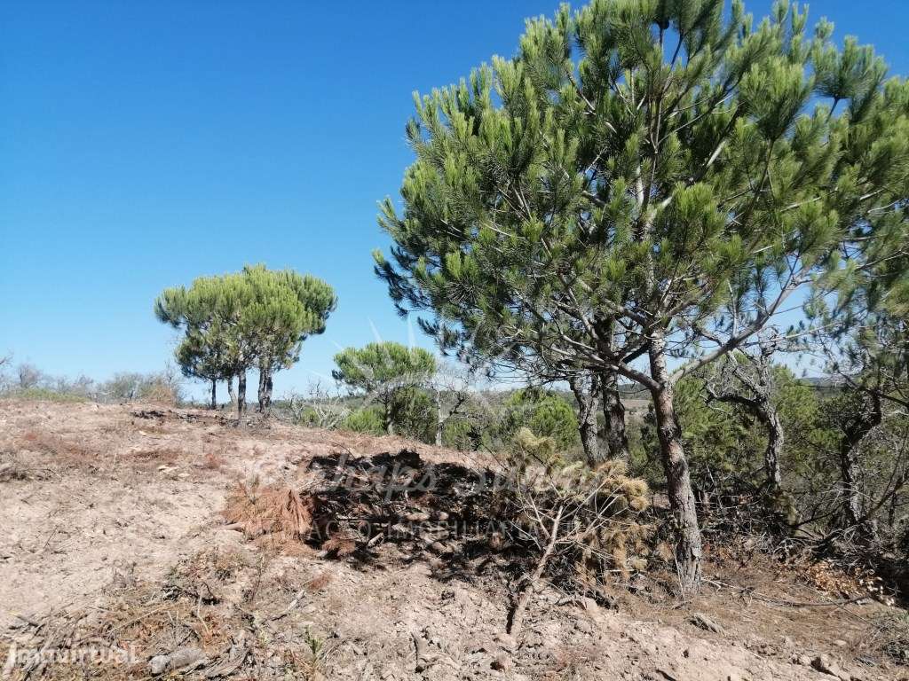 Terreno Rústico - Melides - Vista Mar - Grande imagem: 5/25