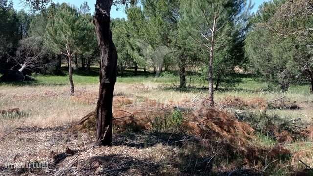 Terreno Rústico 5 hectares Couço - Grande imagem: 1/9